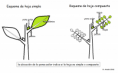 /album/fotogaleria-hojas/tipos-de-hoja-png/